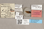 3130556 Themara ostensackeni HT labels IN