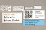 3130558 Polionota kohnae HT labels IN