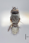 3130562 Botanophila inornata HT d IN