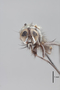3130562 Botanophila inornata HT h IN
