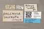 3130562 Botanophila inornata HT labels IN