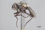 3130562 Botanophila inornata HT p IN