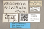 3130575 Pegohylemya trivittata T labels IN
