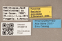 3130614 Spelobia aciculata PT labels IN