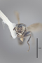 3130615 Spelobia brevipteryx PT h IN