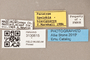 3130615 Spelobia brevipteryx PT labels IN