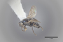 3130615 Spelobia brevipteryx PT p IN