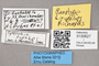 3130627 Spelobia typhlops PT labels IN