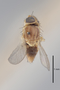 3130632 Conioscinella nuda NT d IN