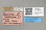 3130632 Conioscinella nuda NT labels IN