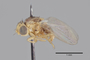 3130633 Conioscinella nuda NAT p IN