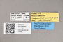 3130649 Minilimosina curvistylus PT labels IN