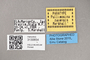 3130654 Pullimosina zayensis PT labels IN