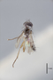 3130658 Coenosia flavipes ST d IN