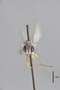 3130658 Coenosia flavipes ST h IN