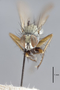 3130659 Coenosia flavifrons ST h IN