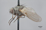 3130675 Spilogona limnophorina ST p IN