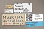 3130683 Muscina aurantiaca ST labels IN