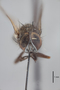3130686 Brontaea arcuata ST h IN