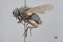 3130705 Phaonia striata ST p IN