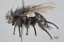 3130733 Servaisia coloradensis PT p IN