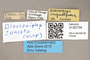3130734 Servaisia uncata PT labels IN