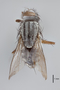 3130735 Spirobolomyia deceptiva PT d IN
