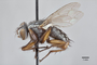 3130736 Spirobolomyia singularis PT p IN