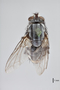 3130739 Cistudinomyia cistundinis PT d IN