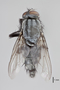 3130743 Bercaeopsis monticola PT d IN