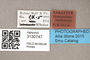 3130747 Bercaeopsis rabunensis PT labels IN