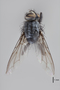 3130750 Bercaeopsis seagoi PT d IN
