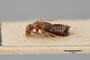 3048556 Apocellus longipennis ST p IN