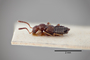 3048560 Apocellus opacipennis ST p IN