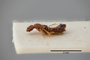 3048561 Apocellus parvipennis ST p IN