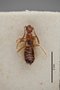 3048561 Apocellus parvipennis ST d IN