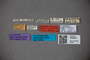 3048564 Trogophloeus aequithorax LT labels IN