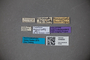 3048565 Trogophloeus angusticollis HT labels IN