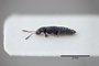 3048571 Trogophloeus bredoi LT p IN