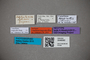 3048580 Trogophloeus longicollis NT labels IN