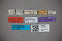 3048581 Trogophloeus parcepunctatus LT labels IN