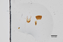 3048567 Trogophloeus augustae HT g IN