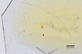3048580 Trogophloeus longicollis NT g IN