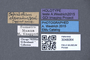3048064 Tetrabothrus clavatus HT labels IN