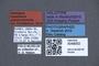 3048052 Carpelimus pseudosilvestris HT labels IN