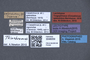 3048059 Trogophloeus splendidus LT labels IN