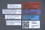 3048060 Trogophloeus manchuricus NT labels IN