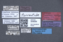 3048056 Trogophloeus torrentum LT labels IN