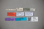 3048590 Trogophloeus semiopacus LT labels IN