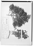 Field Museum photo negatives collection; Wien specimen of Hedyotis floribunda H. Karst., VENEZUELA, G. C. W. H. Karsten, Isotype, W